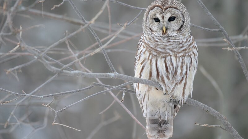 Barred owl perched on branch