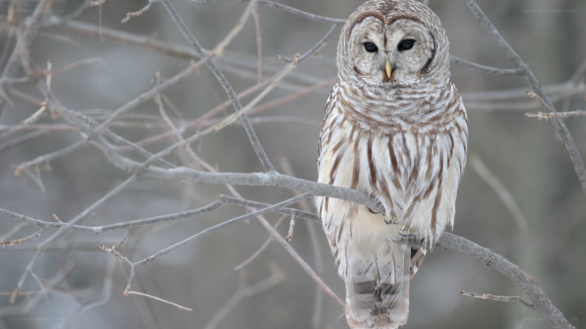Barred owl perched on branch