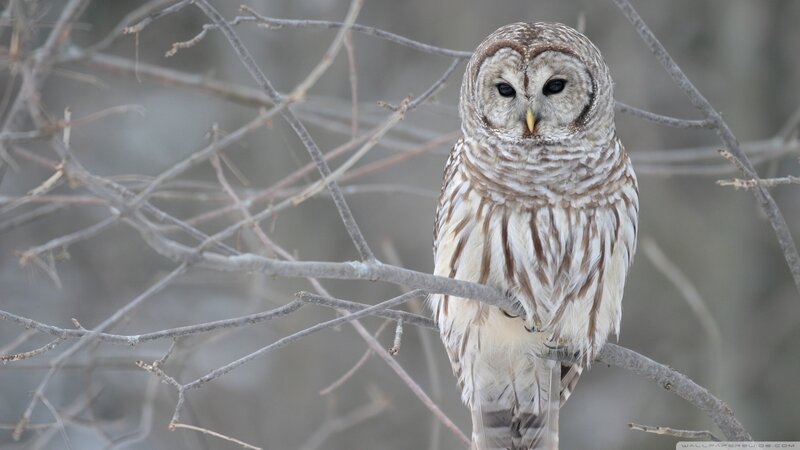 Barred owl perched on branch