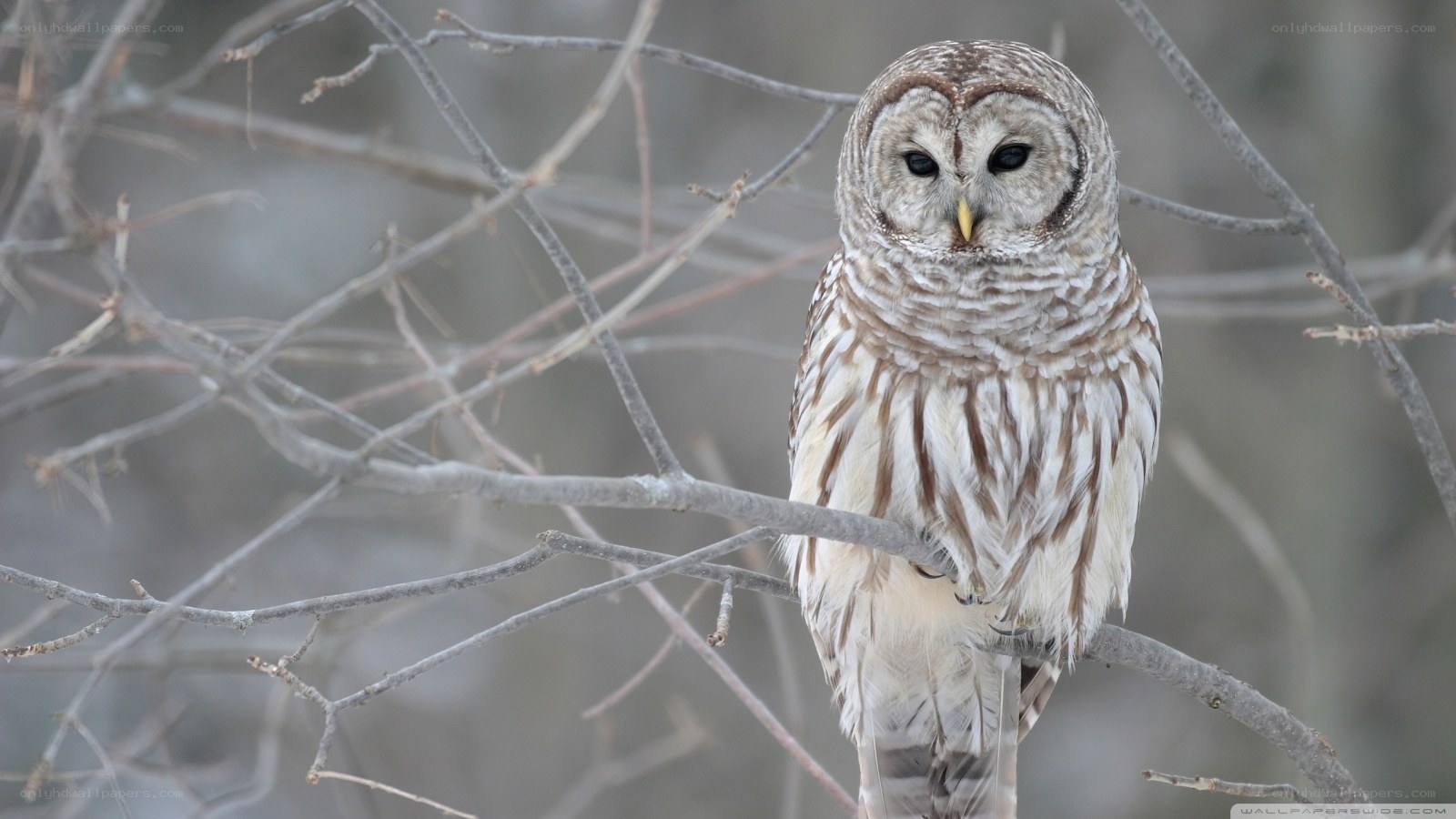 Barred owl perched on branch