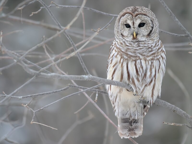 Barred owl perched on branch