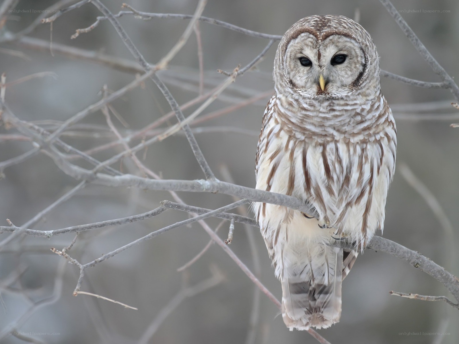 Barred owl perched on branch