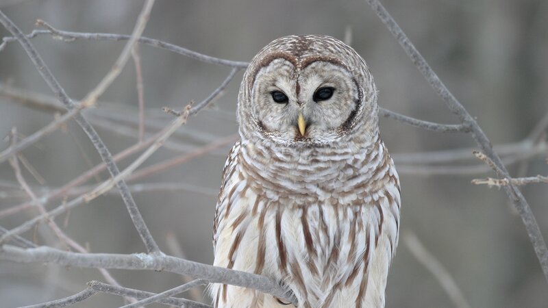 Barred owl perched on branch