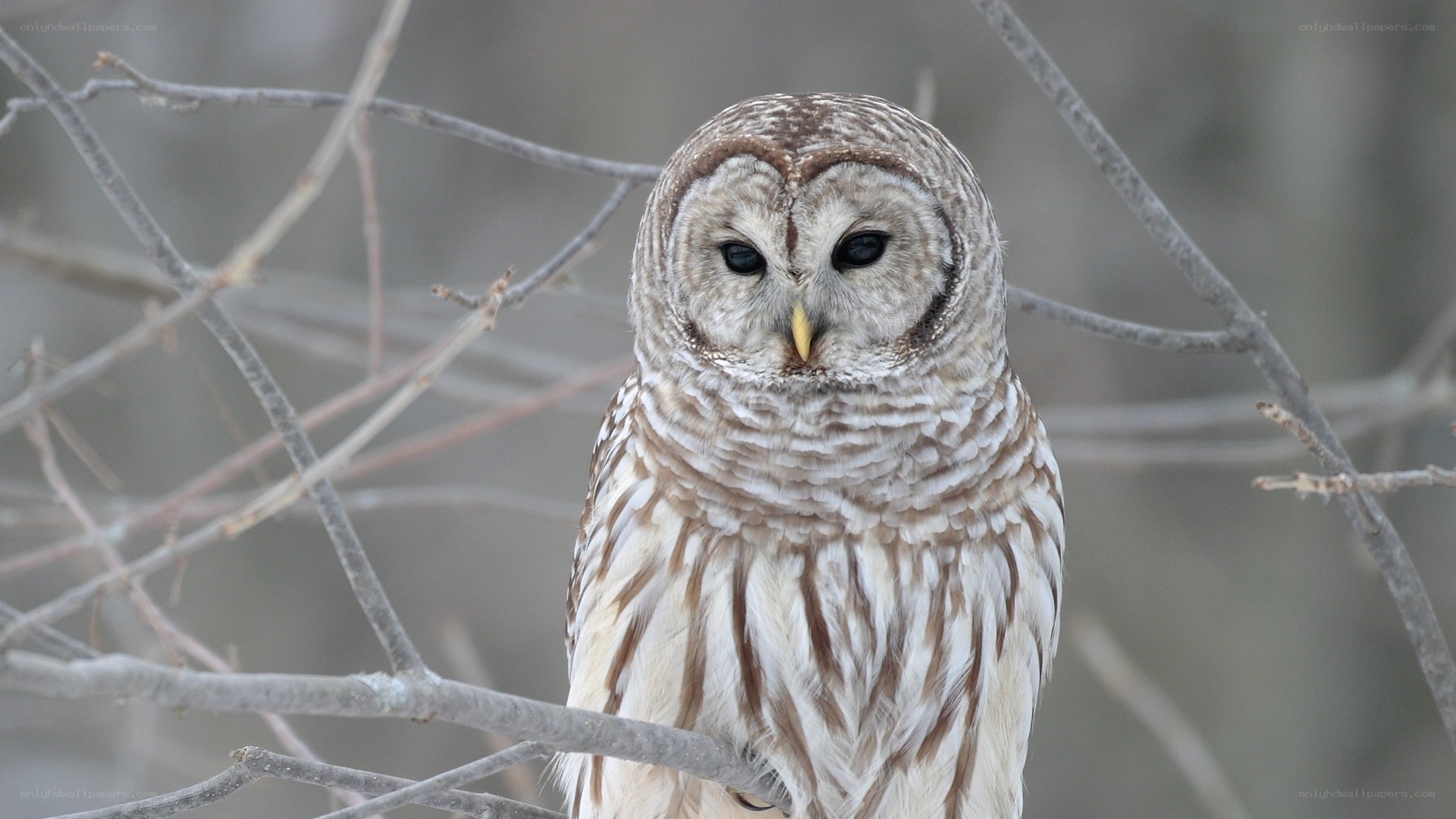 Barred owl perched on branch