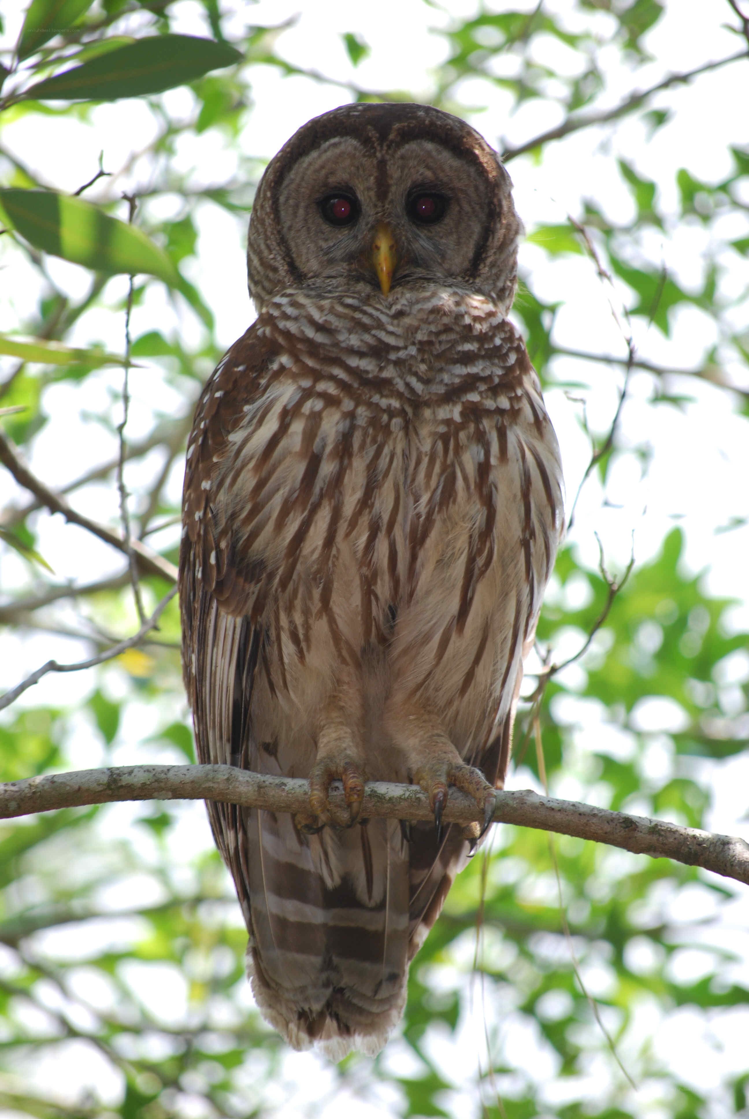 Barred owl perched on branch