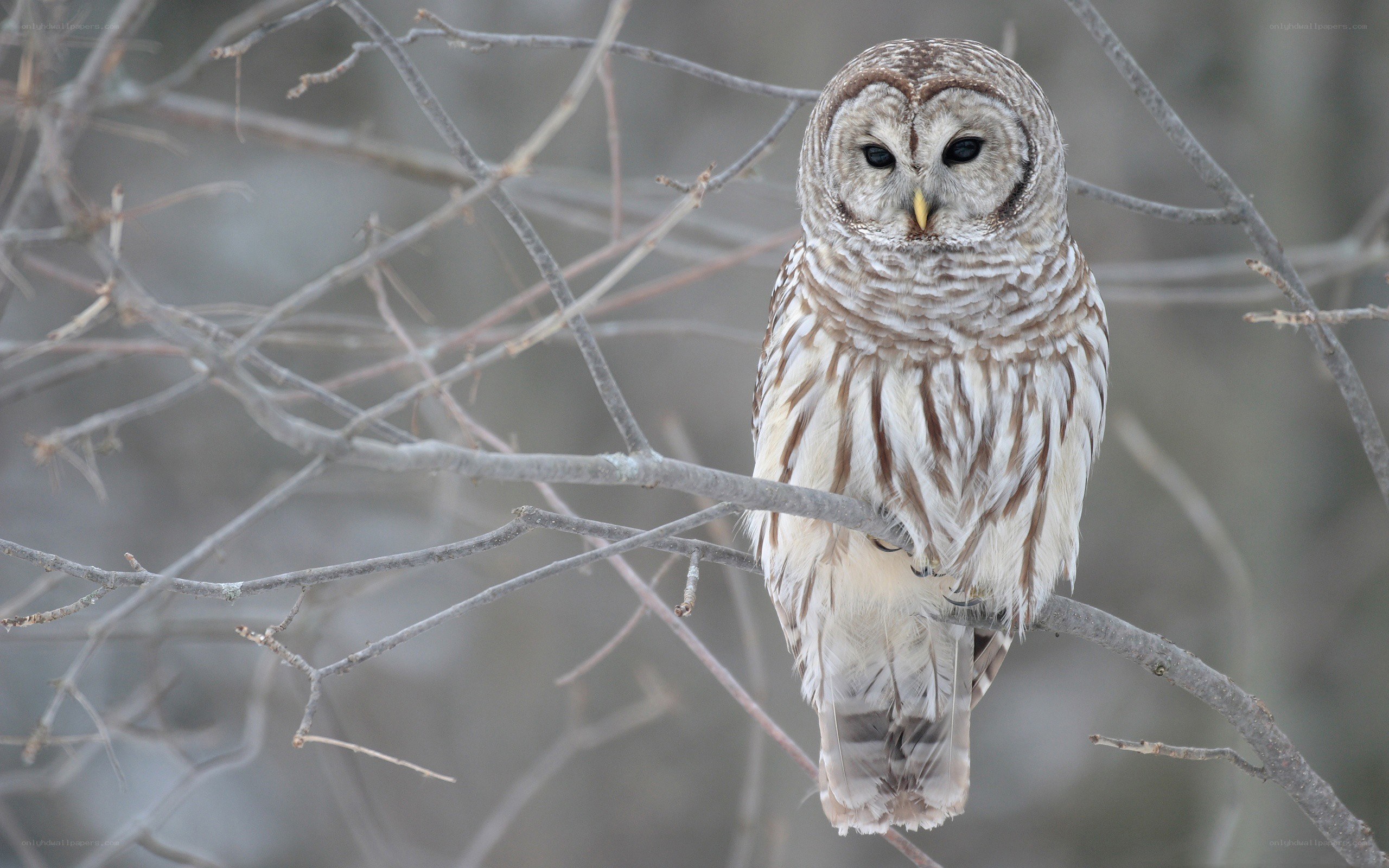 Barred owl perched on branch
