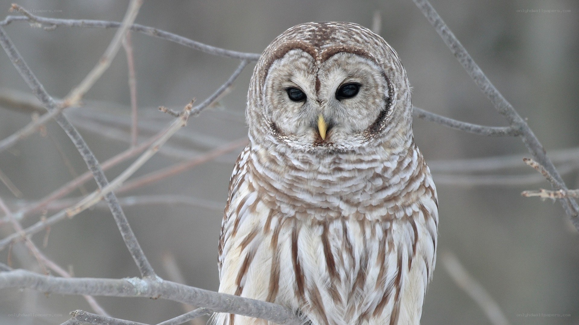 Barred owl perched on branch