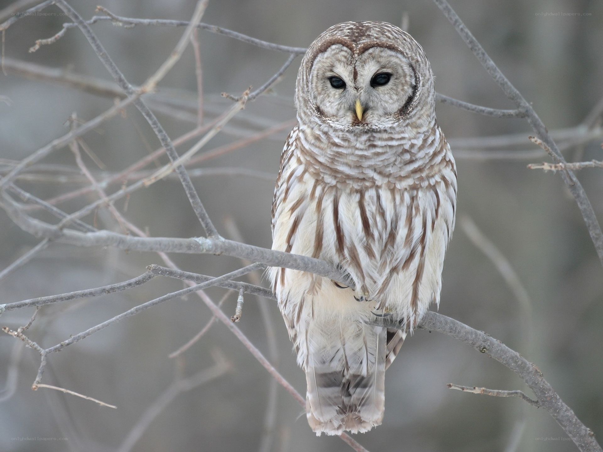 Barred owl perched on branch