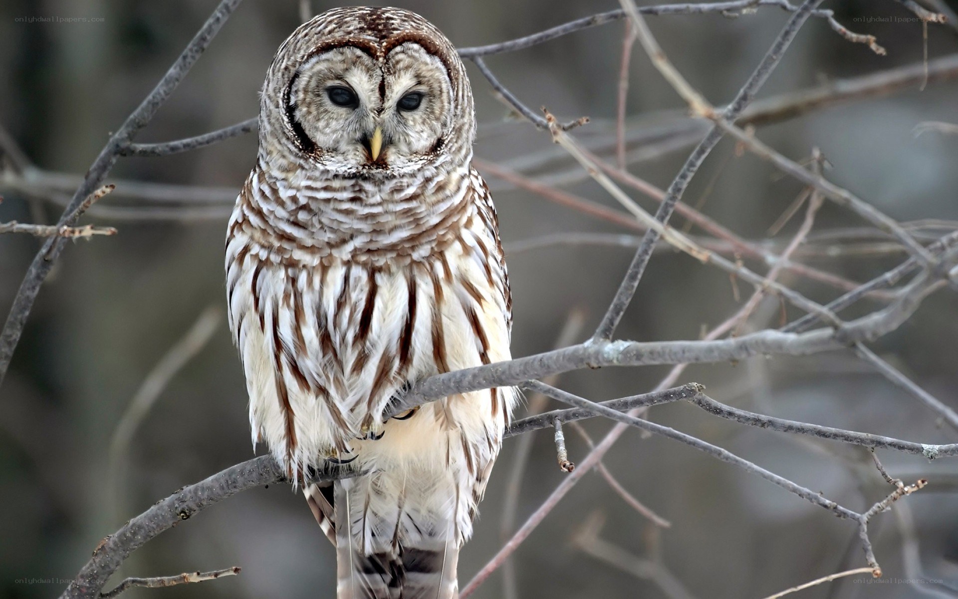 Barred owl perched on branch