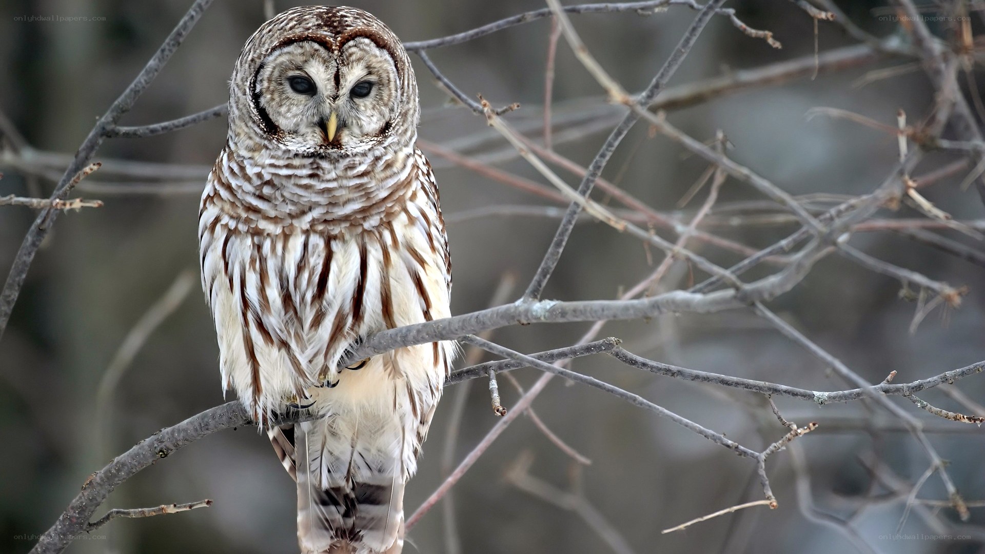 Barred owl perched on branch