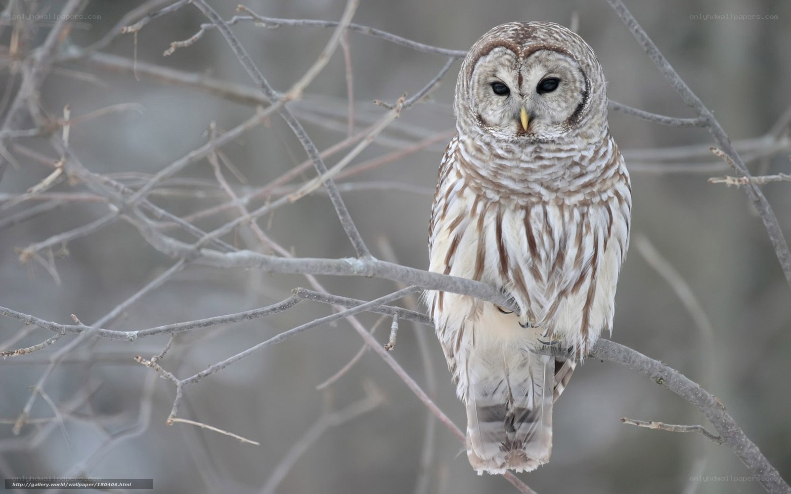 Barred owl perched on branch