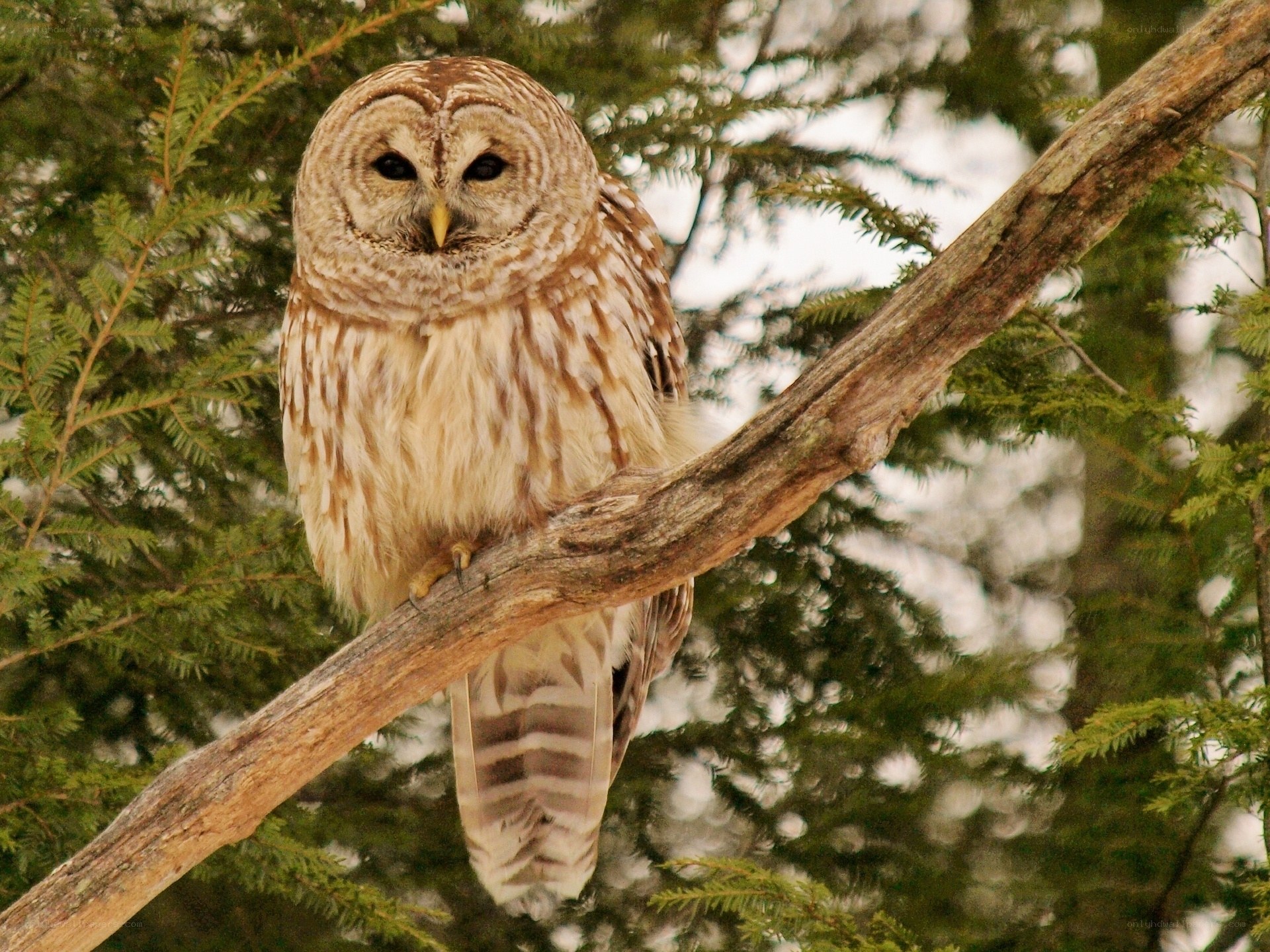 Barred owl perched on branch