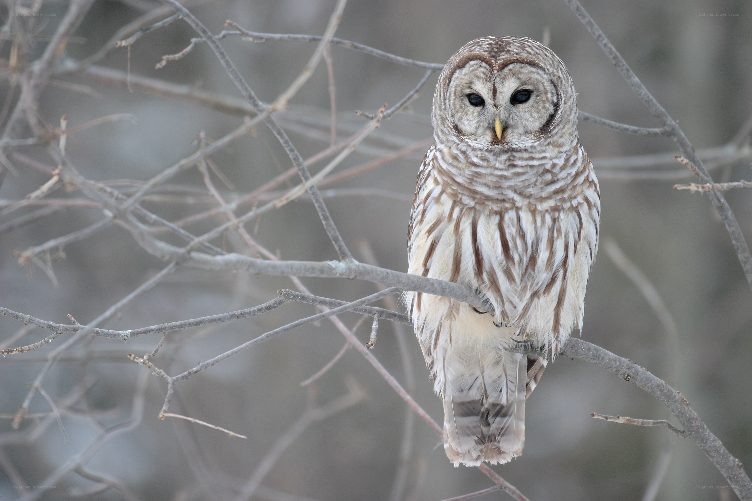 Barred owl perched on branch