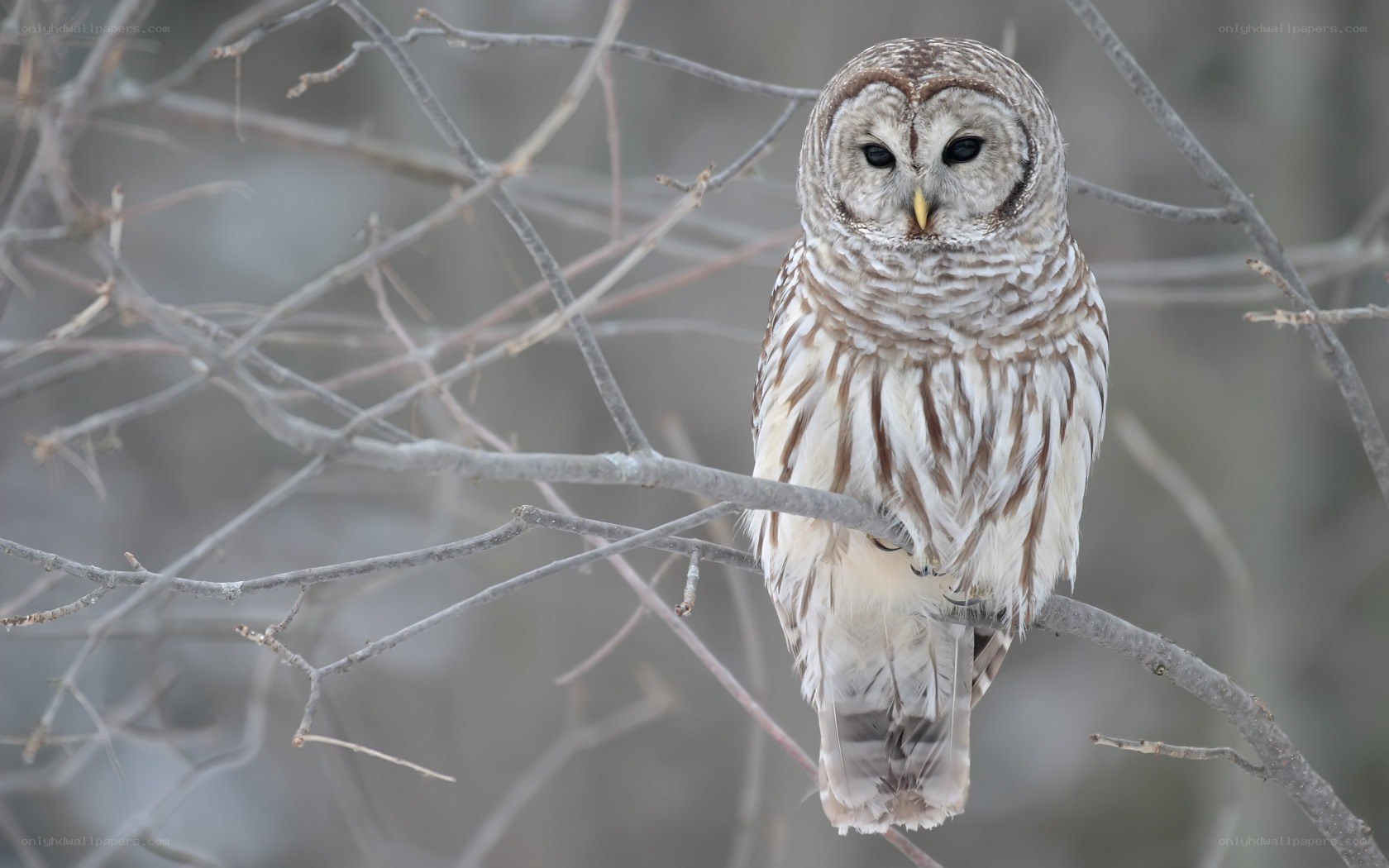 Barred owl perched on branch