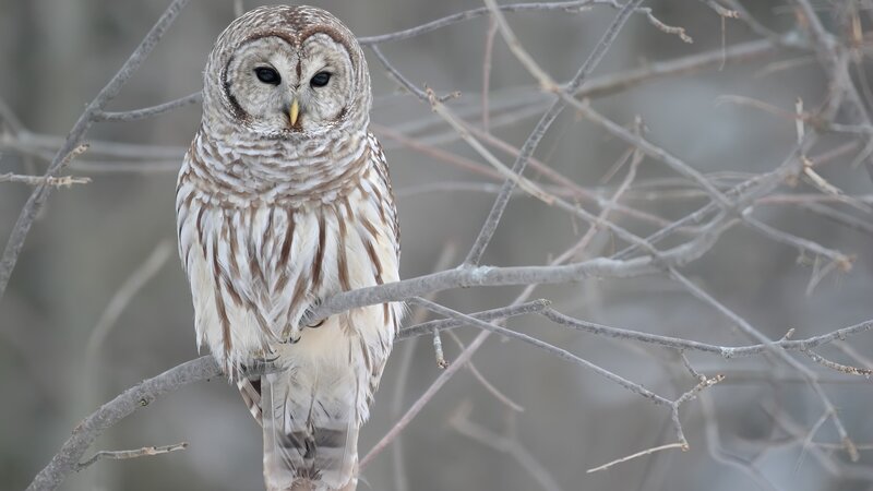 Barred owl perched on branch