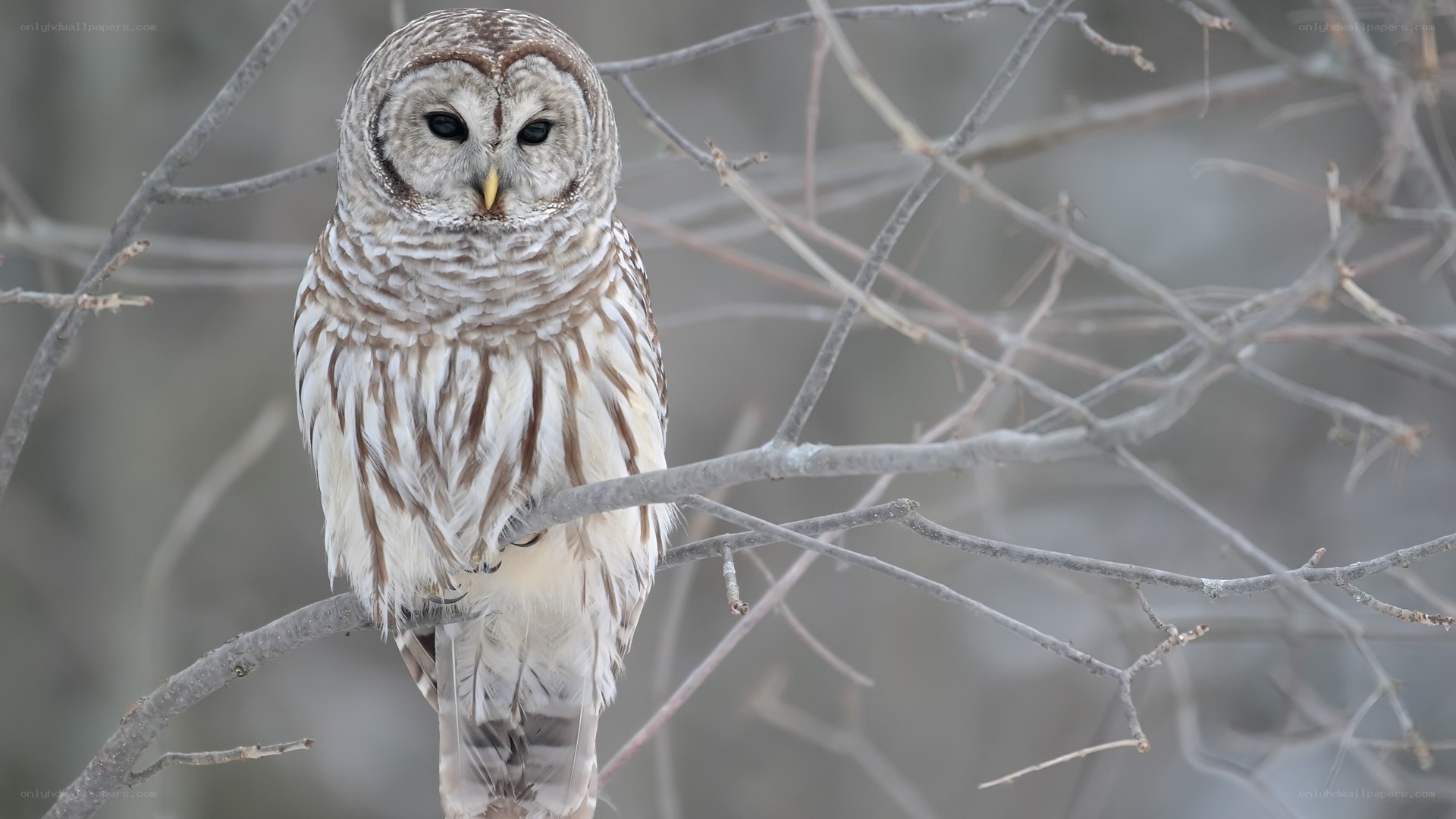 Barred owl perched on branch