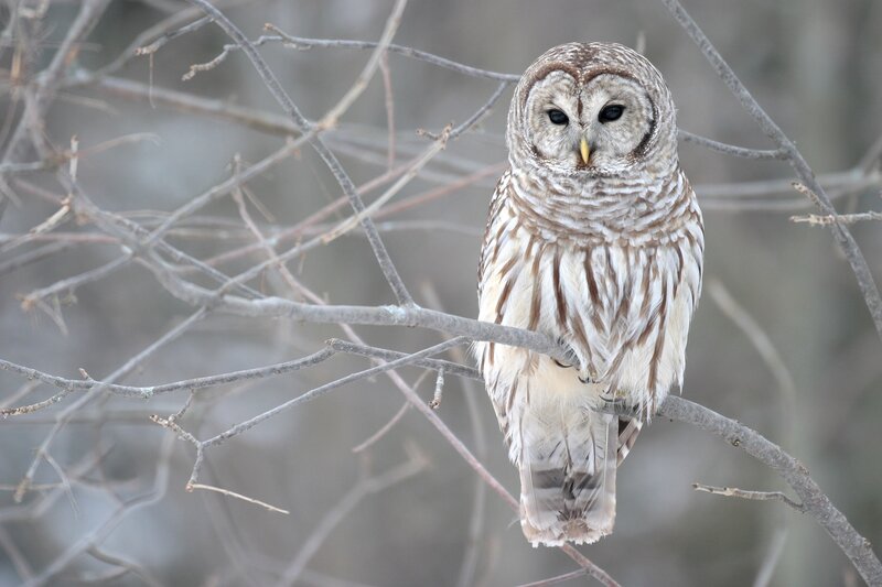Barred owl perched on branch
