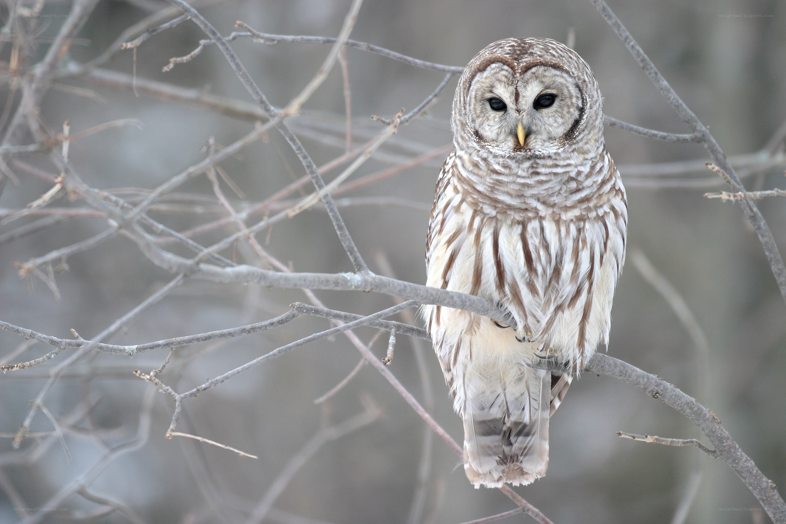 Barred owl perched on branch