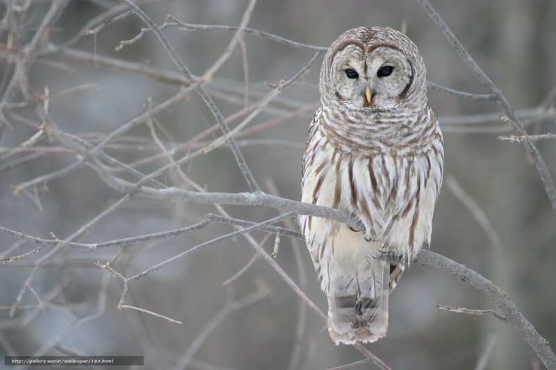 Barred owl perched on branch