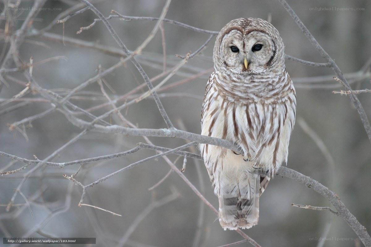 Barred owl perched on branch