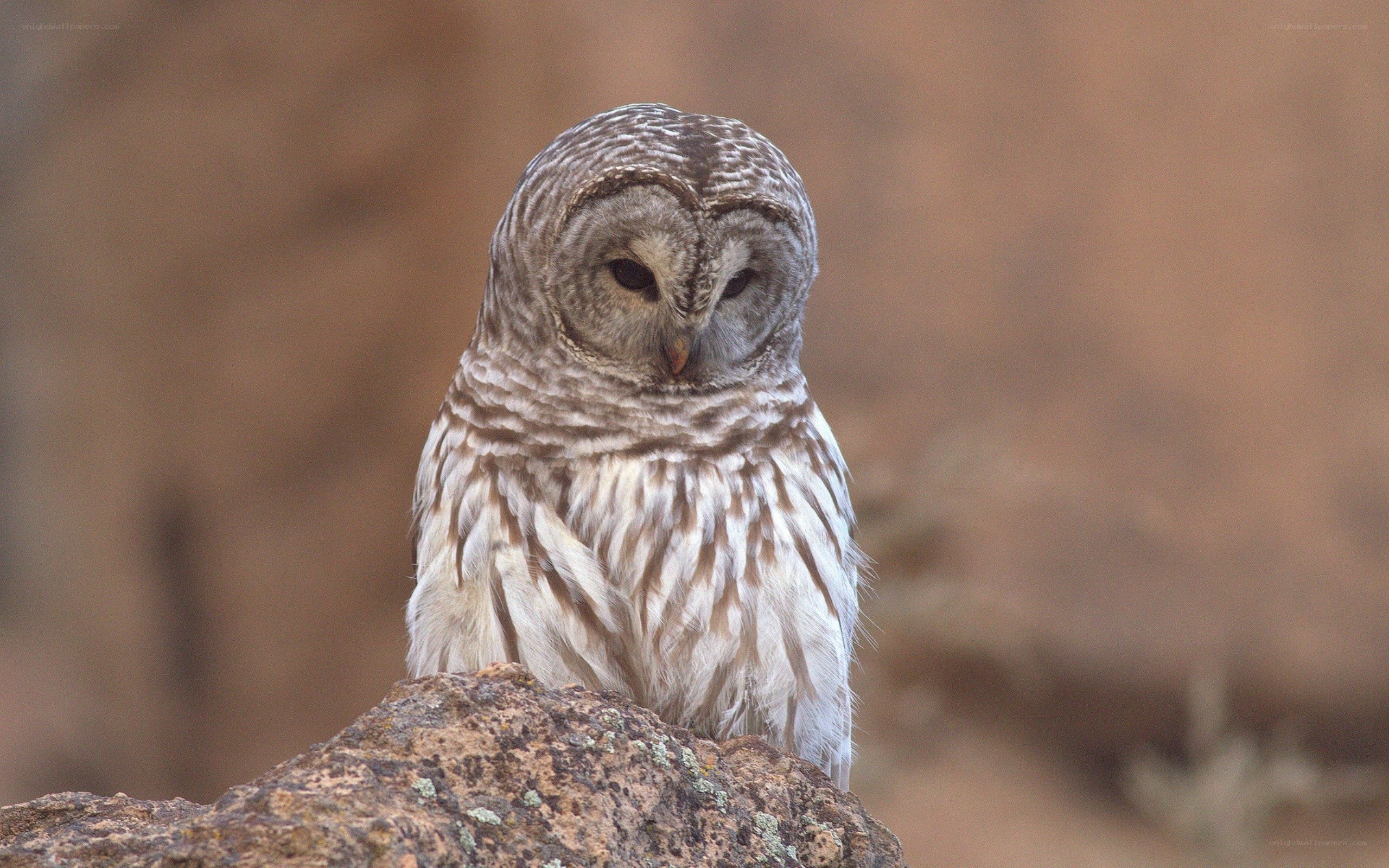 Barred owl perched on rock