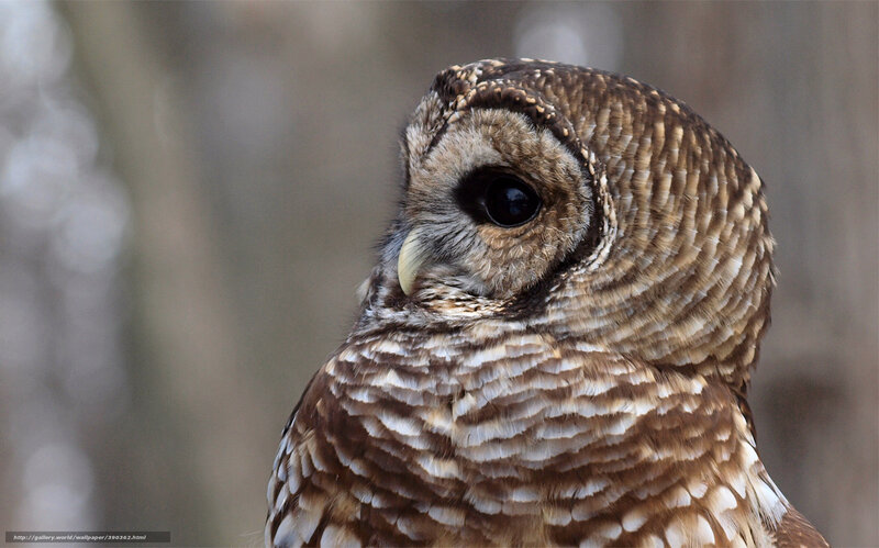 Barred Owl