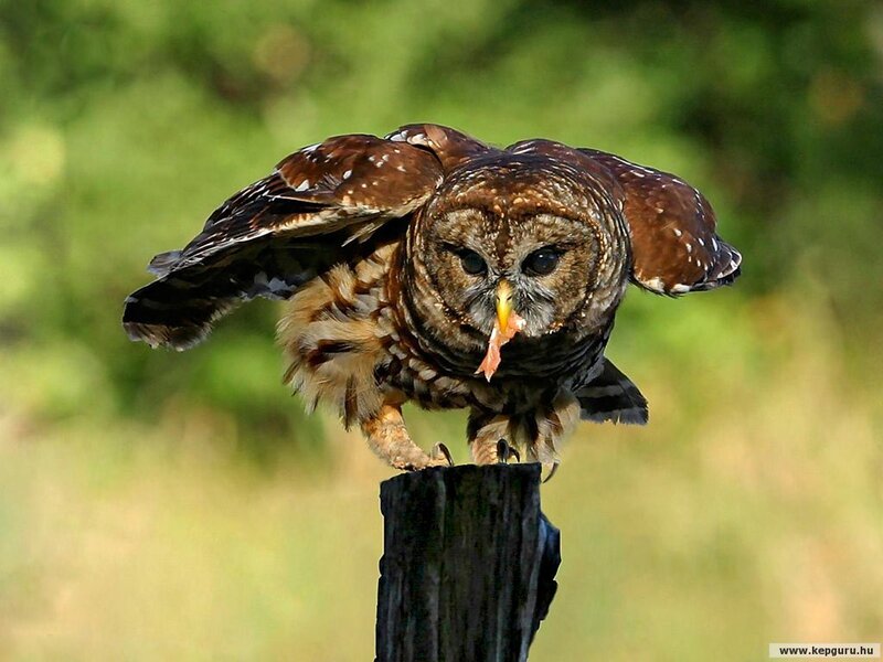 Barred Owl with Prey