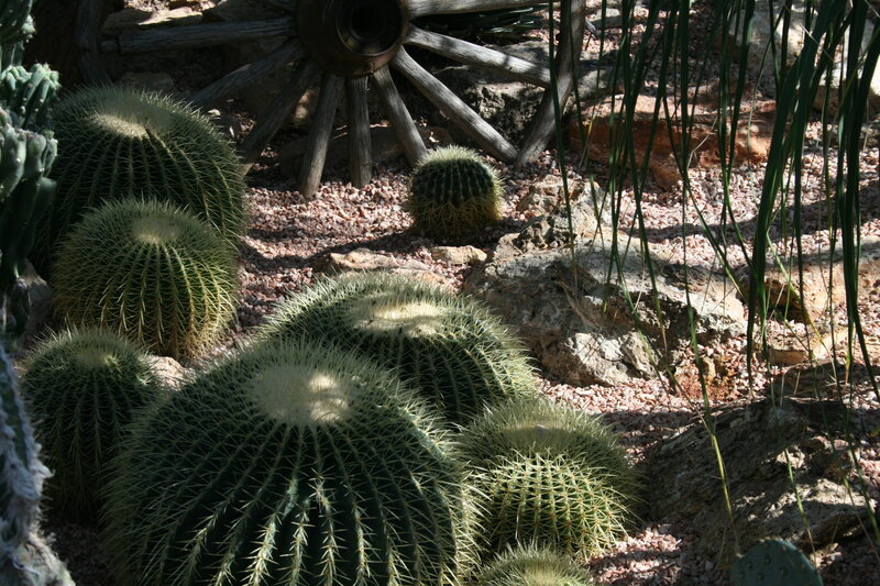 Barrel Cactus Garden