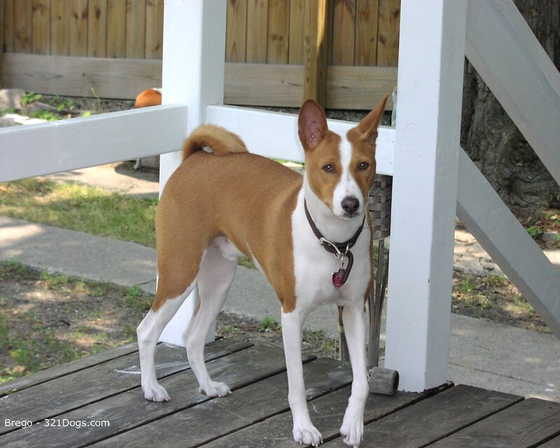 Basenji dog on a porch