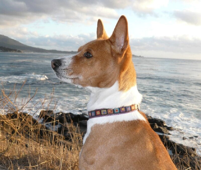 Basenji Dog on Coast