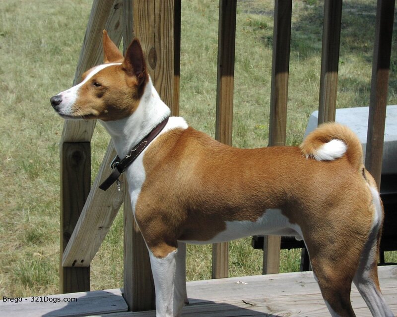 Basenji dog on deck