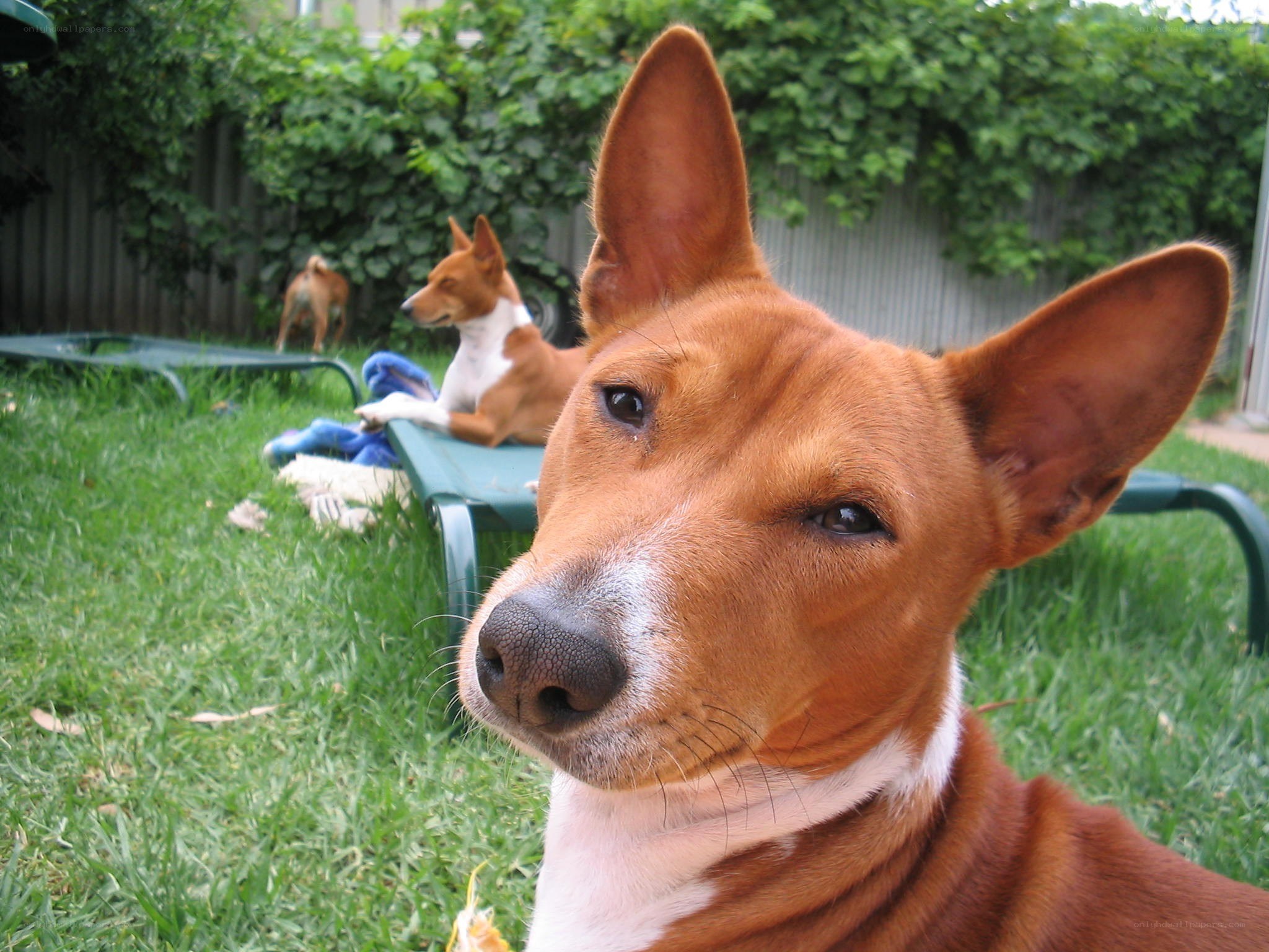 Basenji dogs in backyard