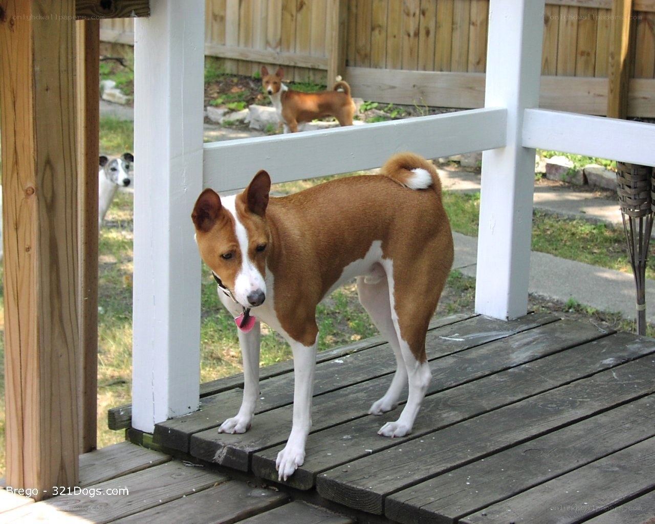 Basenji dogs on a porch