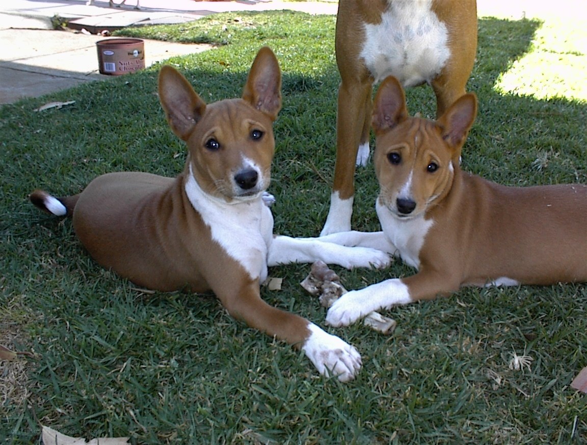 Basenji puppies on grass