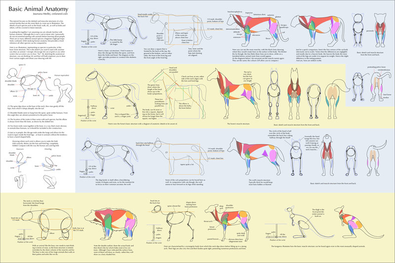 Basic Animal Anatomy Guide