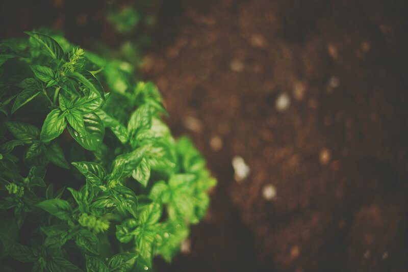 Basil Plant in Soil