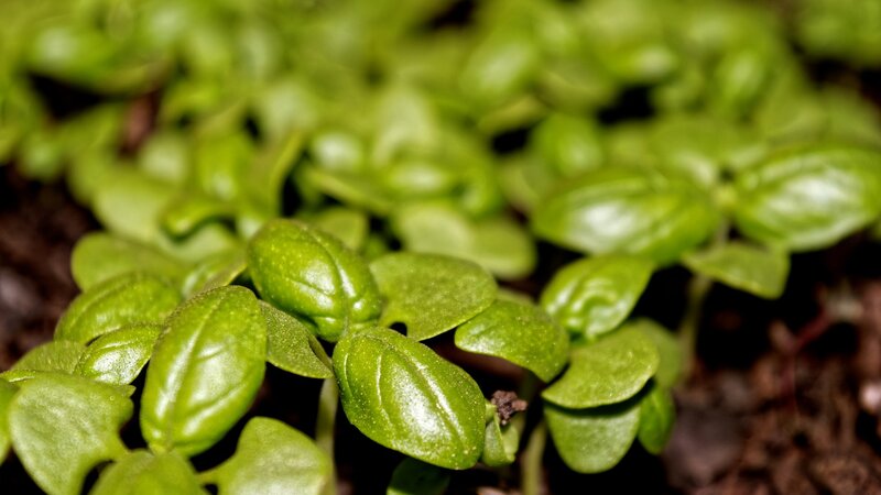 Basil Seedlings in Soil