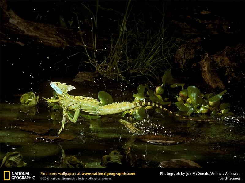 Basilisk lizard running on water