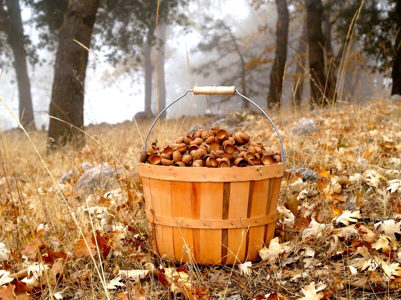 Basket of Acorns