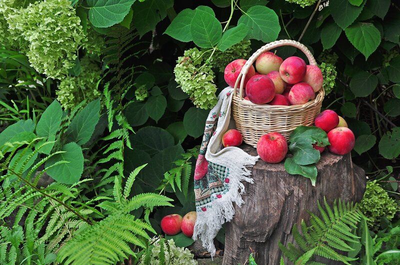 Basket of Apples on Stump