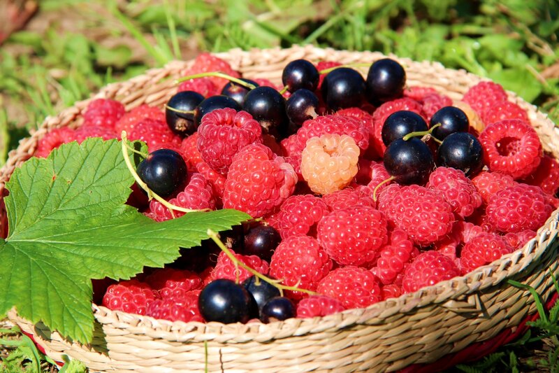 Basket of Berries — Red