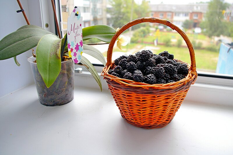 Basket of Blackberries