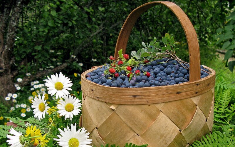 Basket of Blueberries — Blue