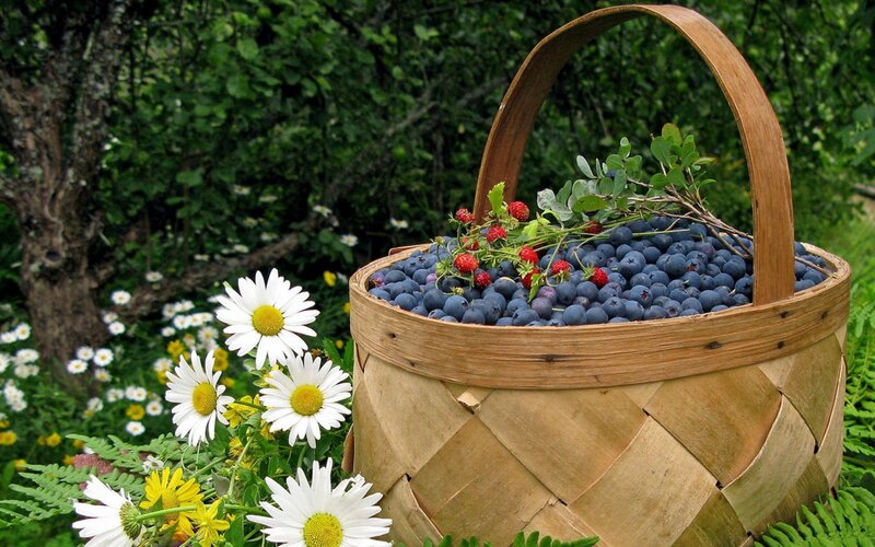 Basket of Blueberries — Green, Serene, Summer