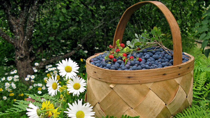 Basket of Blueberries — Green
