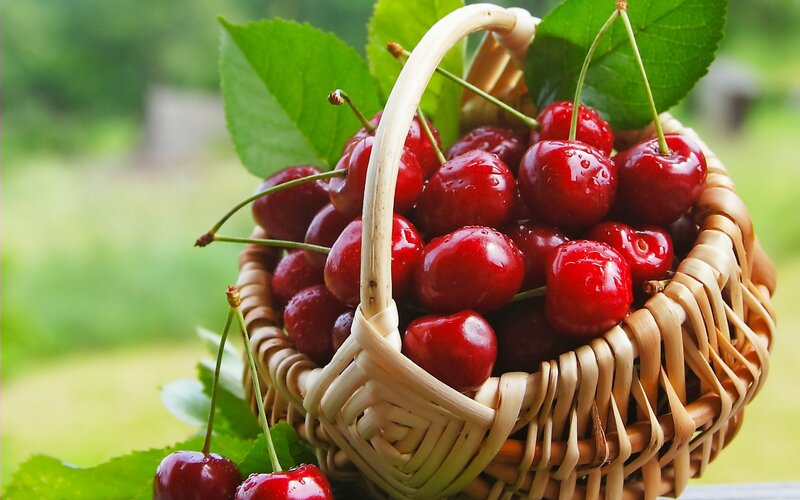 Basket of Cherries — Red, Fresh