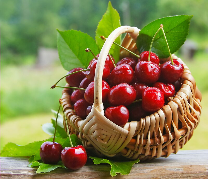 Basket of Cherries — Red