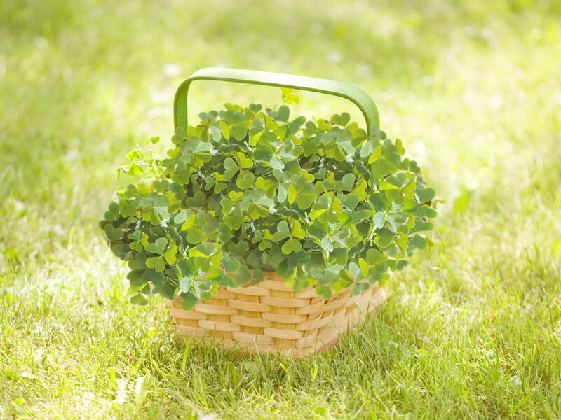 Basket of Clover Plants — Green