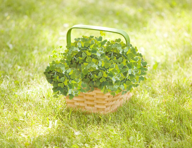 Basket of Clover Plants