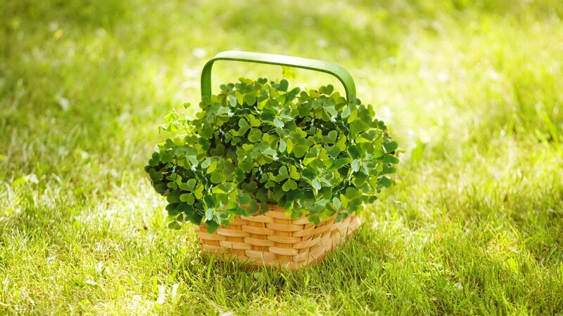 Basket of Clovers